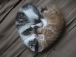 funny-cute-cats-sleeping-heart-shape.jpg