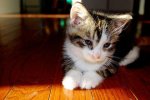 29_cute-cats.jpg