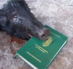 piglets-vi.jpg