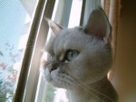 shaved_pussy_cats_33.jpg
