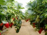 hanging-strawberry-plants_lg.jpg