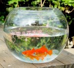 2-transparent-round-ball-glass-vase-glass-bottle-hydroponic-container-fish-tank-flower-pot.jpg