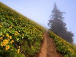 valley-of-flower.jpg
