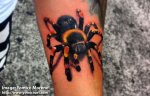 spider_630.jpg