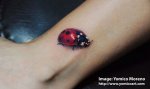 ladybug_630.jpg
