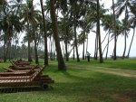 coconut.jpg