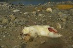 white_bear_3_resize.jpg