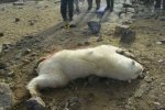 white_bear_4_resize.jpg