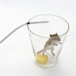 mousetrap.jpg