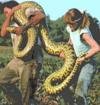 anaconda_01.jpg
