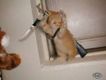 ninja cat.jpg