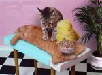 catspa.jpg