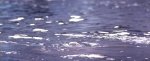 Roja_Chinna_Chinna_5.1_Audio.avi_000116324.jpg