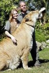 Lion_tiger_5.jpg