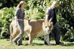 Lion_tiger_6.jpg
