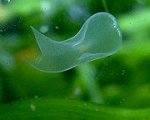 180px-Flatworm.Mgiangrasso.jpg