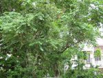 goodness-of-nature-curryleaves-tree.jpg