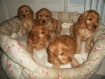 golden-cocker-spaniel-puppies-523b59f4384f9.JPG golden-cocker-spaniel-puppies-523b59f4384f9.JPG