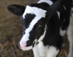 1411786187191_wps_13_Baby_Ben_a_calf_born_on_S.jpg