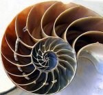 chamberednautilusform.jpg