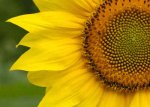 sunflower.jpg