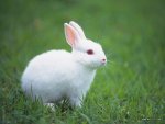 Lovely_rabbit_Picture_da033008s.jpg Lovely_rabbit_Picture_da033008s.jpg