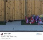 Nathan Cirillo s Dogs Wait For Master To Return PHOTOS .jpg Nathan Cirillo s Dogs Wait For Master To Return PHOTOS .jpg