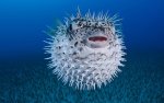 puffer_fish_3084634b.jpg puffer_fish_3084634b.jpg