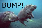 hippo_bump.jpg hippo_bump.jpg