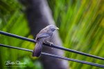 DSC_0245.jpg