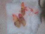 IMG1.jpg