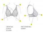 httpnymag.comguideseverythingbras41546.jpg
