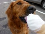 dog_ice_cream.jpg