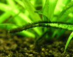 bba-redalgae.jpg