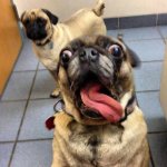 dog.jpg