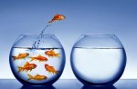 fish-jumping-out-of-bowl.jpg