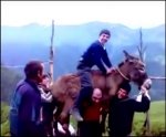 Donkey on man.jpg
