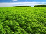 marijuana-farm-512x384.jpg