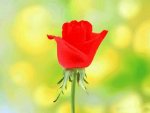 The-Rose-of-Love-roses-13966620-1024-768.jpg