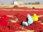 indian-chili-pepper.jpg