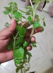 Diya Thippili.jpg