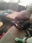 22-Animals-Swear.jpg