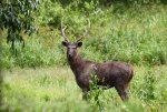 Male_Sambar_deer_by_Joseph_Lazer.jpg Male_Sambar_deer_by_Joseph_Lazer.jpg