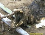bizarre-creature.jpg