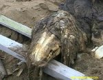 weird-russian-creature.jpg