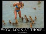 seamonkeys.jpg