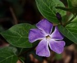Vinca-001.jpg
