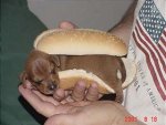 WienerDog.jpg