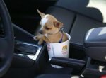 mcchihuahua.jpg