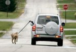 lazy-dog-walker.jpg